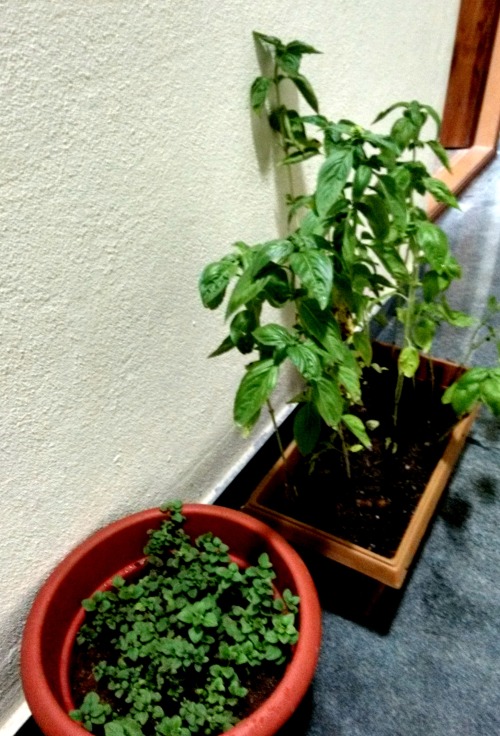  Growing Oregano and Basil is very easy, get your plants from Biocenter , opposite Meenakshi mall.
